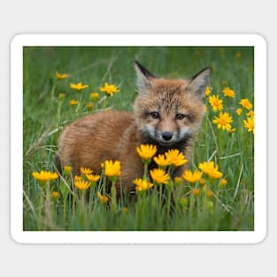 Fox Kit with Yellow Flowers Sticker